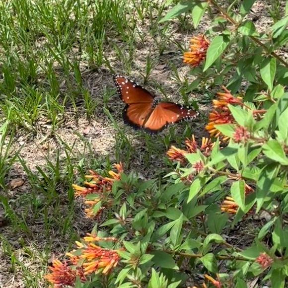 Meet your Posher, Melody - Picture 10 of 10